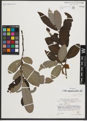 Foto von Salix appendiculata Vill.
